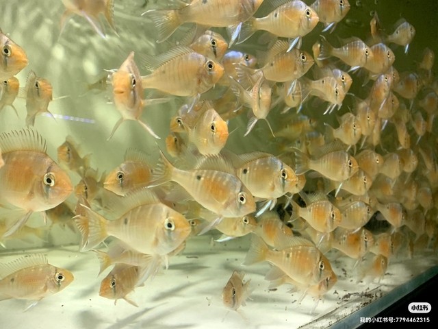 南美的小精靈，圣塔倫月亮寶石魚