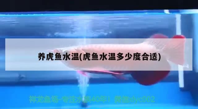 養虎魚水溫(虎魚水溫多少度合適)