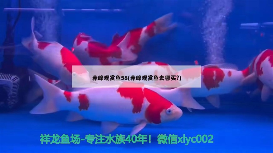 <strong><mark>赤峰</mark></strong>觀賞魚58(<strong><mark>赤峰</mark></strong>觀賞魚去哪買?)