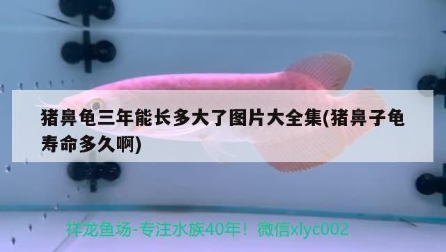 豬鼻龜三年能長(zhǎng)多大了圖片大全集(豬鼻子龜壽命多久啊)