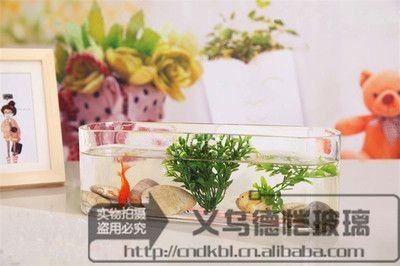 玻璃魚缸好還是陶瓷魚缸好一點