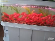 1.8米魚缸養(yǎng)多少條發(fā)財魚好：1.8米的魚缸，適宜飼養(yǎng)多少條發(fā)財魚