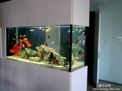 1.8米魚缸養(yǎng)多少條發(fā)財魚好：1.8米的魚缸，適宜飼養(yǎng)多少條發(fā)財魚