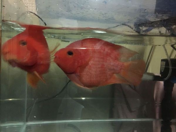 1.8米魚缸養(yǎng)多少條發(fā)財魚好：1.8米的魚缸，適宜飼養(yǎng)多少條發(fā)財魚