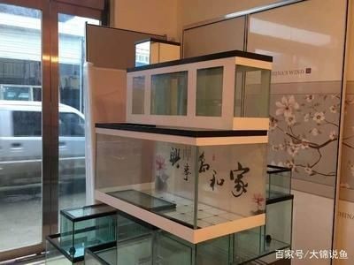 25厘米的龍魚(yú)配多大的虎魚(yú)合適呀（25厘米的龍魚(yú)配多大的虎魚(yú)合適呀）