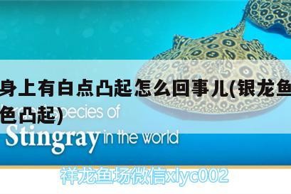 龍魚身上有白點凸起怎么回事兒(銀龍魚身上有白色凸起)