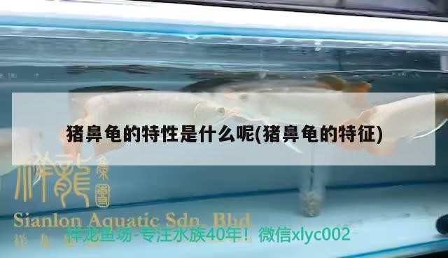 豬鼻龜的特性是什么呢(豬鼻龜的特征)