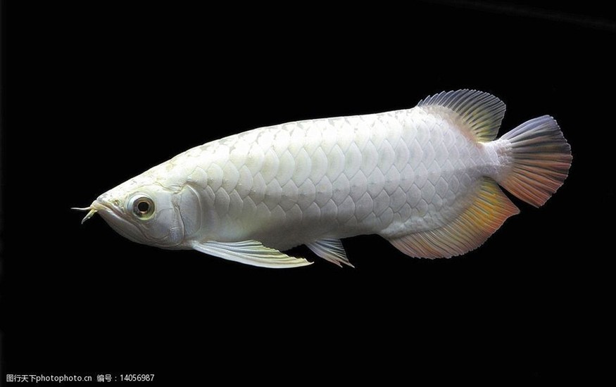 白金龍魚(yú)是什么樣子的
