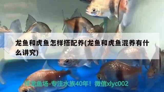 龍魚和虎魚怎樣搭配養(龍魚和虎魚混養有什么講究)