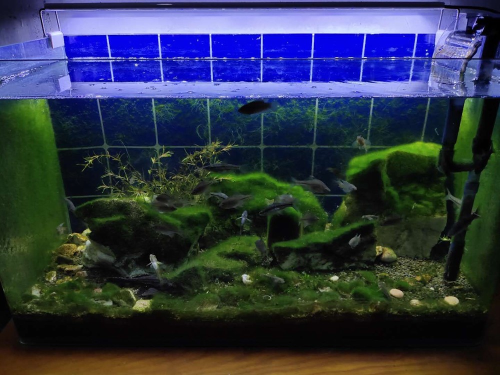 補(bǔ)魚缸底部洞怎么補(bǔ):如何修補(bǔ)魚缸底部洞 魚缸百科 第1張 補(bǔ)魚缸底部洞怎么補(bǔ):如何修補(bǔ)魚缸底部洞 補(bǔ)魚缸底部洞怎么補(bǔ):如何修補(bǔ)魚缸底部洞 魚缸百科 第1張