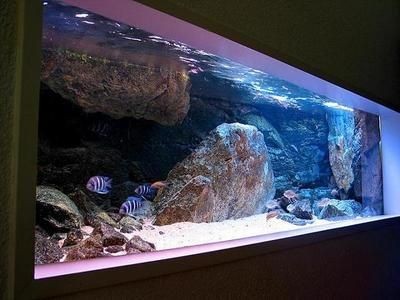 慈鯛魚缸造景60缸多少錢：慈鯛魚缸造景60缸價格