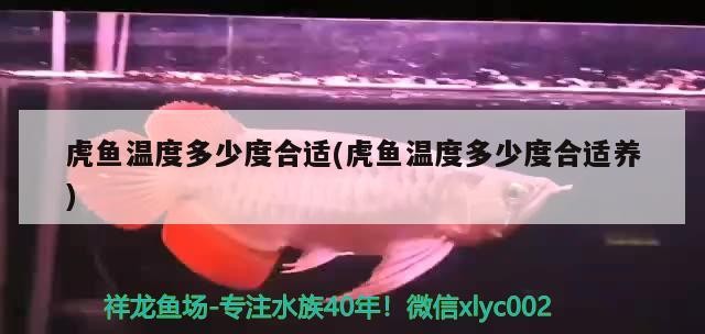 虎魚溫度多少度合適(虎魚溫度多少度合適養)