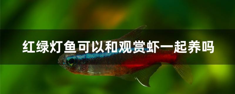 紅綠燈魚可以和觀賞蝦一起養(yǎng)嗎