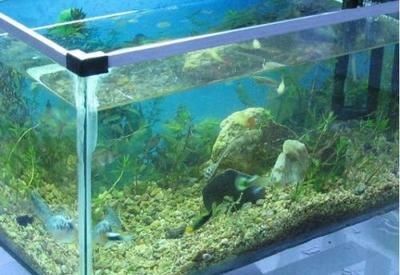 玻璃膠的魚缸可以養魚嗎：新打上玻璃膠的魚缸需要等待一段時間才能養魚