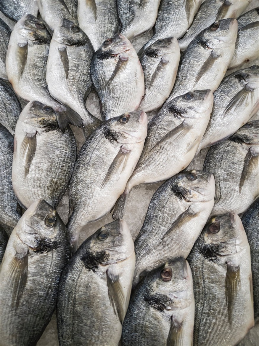紅立魚有刺嗎能吃嗎（紅立魚多刺嗎）