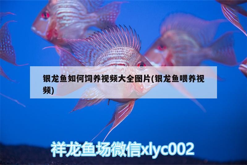 銀龍魚如何飼養視頻大全圖片(銀龍魚喂養視頻)