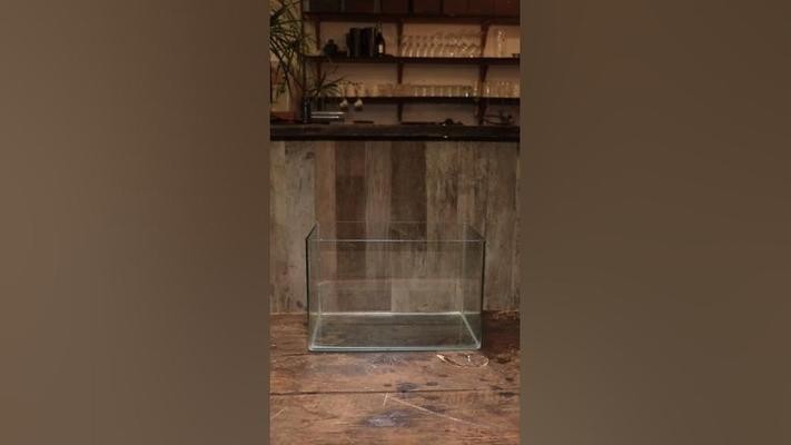 龍魚可以和豬鼻龜混養嗎圖片大全（龍魚可以和豬鼻龜混養嗎圖片大全視頻）