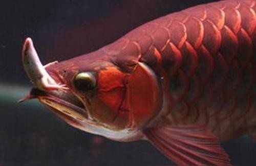 紅龍魚吃:一條紅龍可以吃多少飼料