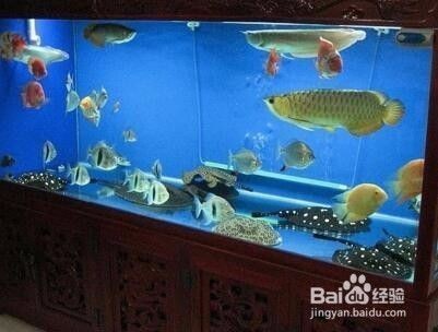 大魚缸底部贓怎么清理：大魚缸底部的贓物清理方法是幾種清理大魚缸底部贓物的方法