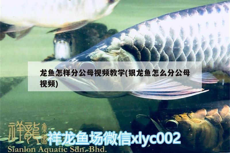 龍魚怎樣分公母視頻教學(銀龍魚怎么分公母視頻)