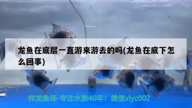 龍魚在底層一直游來(lái)游去的嗎(龍魚在底下怎么回事)