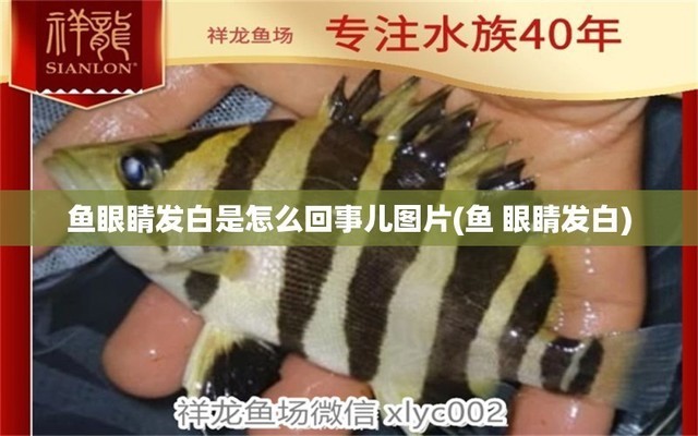 陽江市江城區南方園藝水族館（陽江市江城區南方園藝水族館地址）