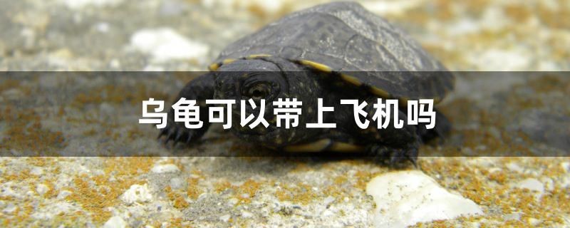 烏龜可以帶上飛機嗎