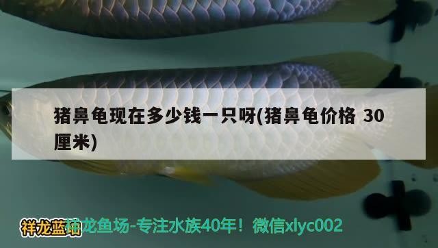 豬鼻龜現(xiàn)在多少錢一只呀(豬鼻龜價(jià)格30厘米)