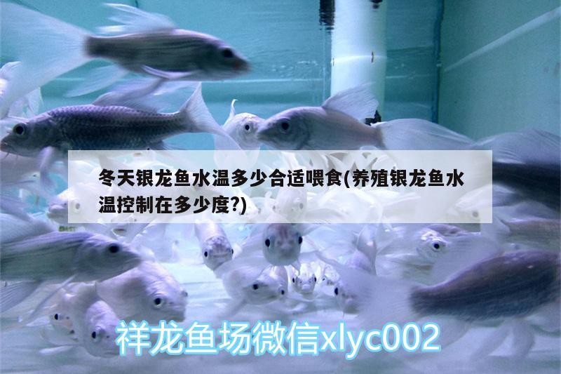 冬天銀龍魚水溫多少合適喂食(養(yǎng)殖銀龍魚水溫控制在多少度?)