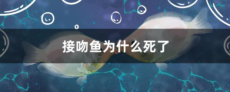 接吻魚為什么死了