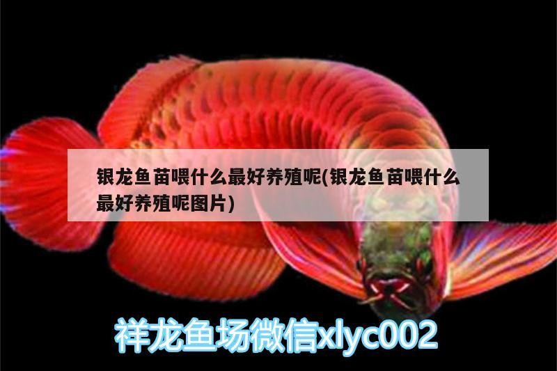 銀龍魚苗喂什么最好養(yǎng)殖呢(銀龍魚苗喂什么最好養(yǎng)殖呢圖片)