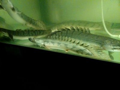 帝王三間魚能長多大（關于帝王三間魚生長能力的詳細介紹：帝王三間魚的生長能力）