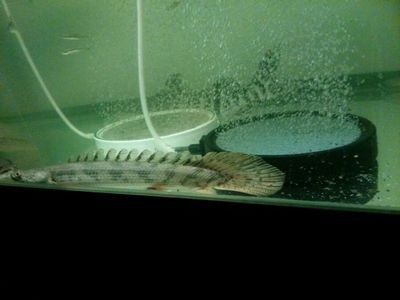 帝王三間魚能長多大（關于帝王三間魚生長能力的詳細介紹：帝王三間魚的生長能力）