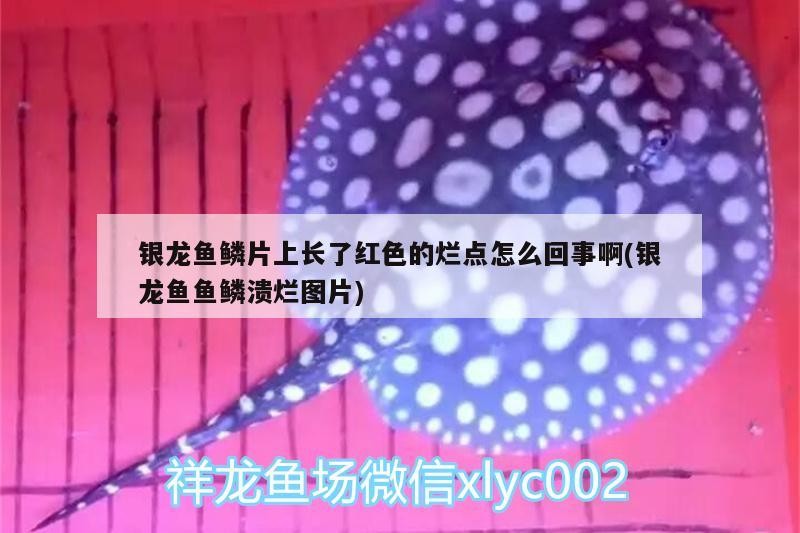 銀龍魚鱗片上長了紅色的爛點怎么回事啊(銀龍魚魚鱗潰爛圖片)