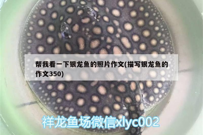 魚缸 幫我看一下銀龍魚的照片作文(描寫銀龍魚的作文350) 銀龍魚百科 幫我看一下銀龍魚的照片作文(描寫銀龍魚的作文350) 幫我看一下銀龍魚的照片作文(描寫銀龍魚的作文350) 銀龍魚百科