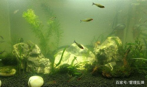 普洱市思茅區開心水族館（普洱市思茅區開心水族館電話）