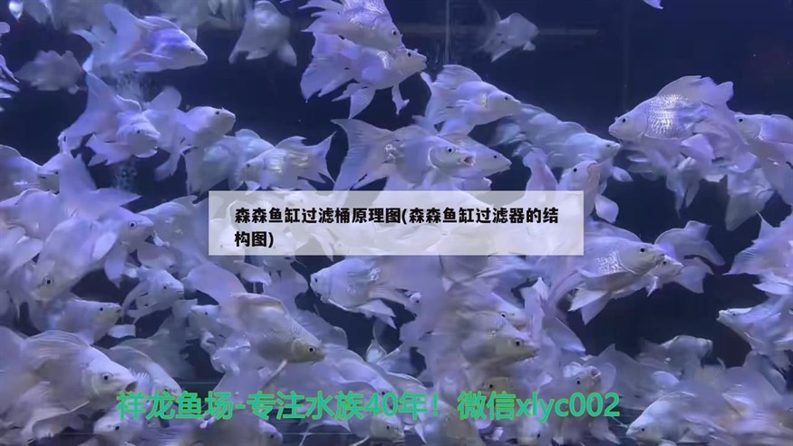 森森魚缸過濾桶原理圖(森森魚缸過濾器的結構圖)