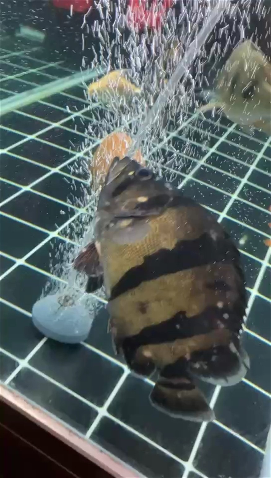 紅龍魚不吃東西一個多月了：紅龍魚長時間不吃東西可能由多種原因引起的原因及其對應的解決方案 紅龍魚不吃東西一個多月了：紅龍魚長時間不吃東西可能由多種原因引起的原因及其對應的解決方案 紅龍魚百科