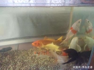 紅龍魚眼睛往里凹怎么回事兒（紅龍魚眼睛往里凹怎么回事兒啊）