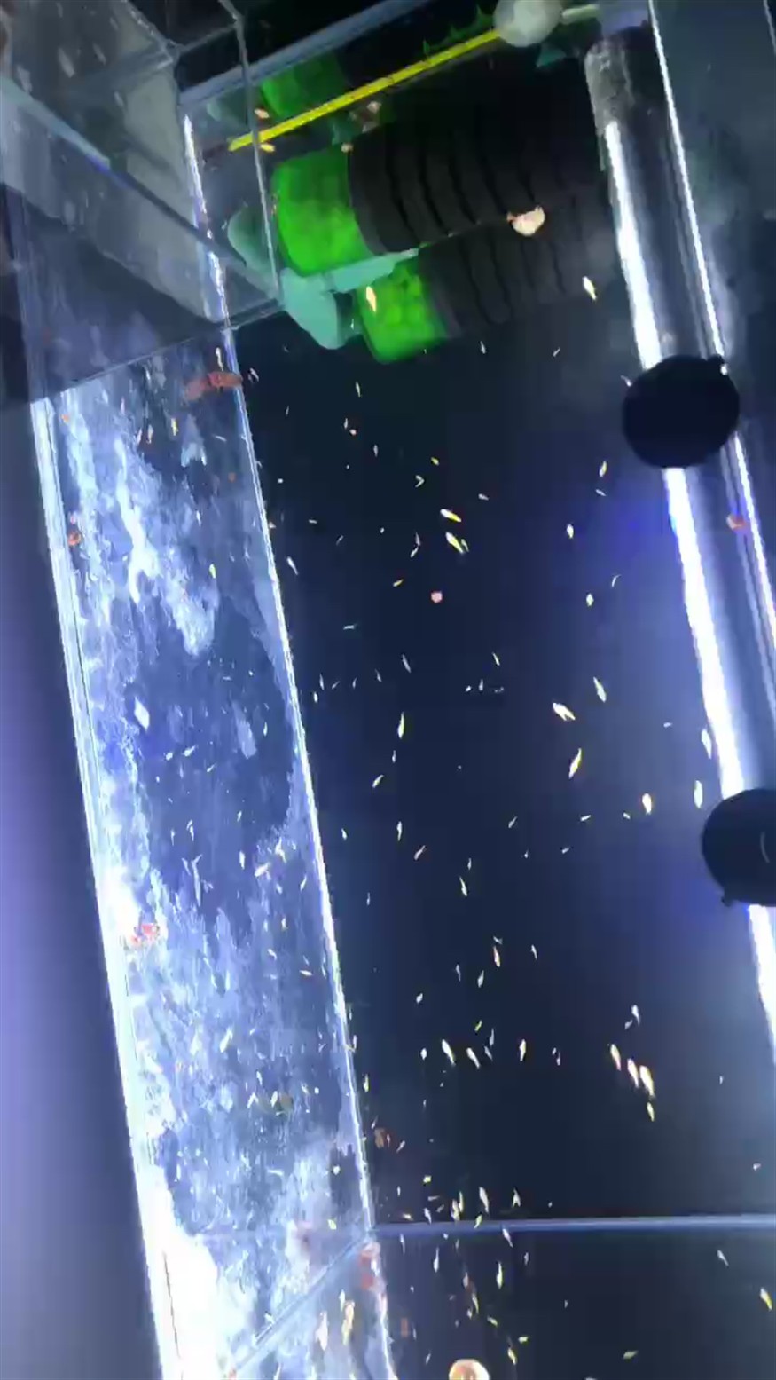 斑馬魚我