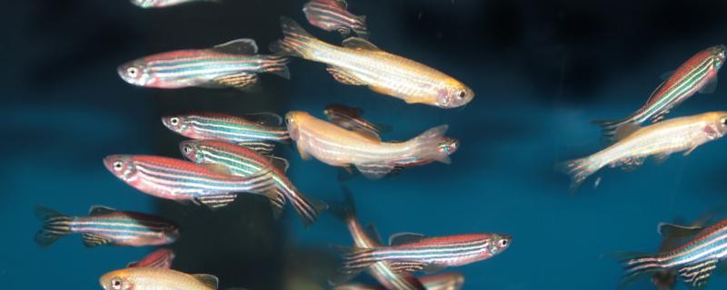 斑馬魚可以和黑殼蝦一起養嗎如何混養