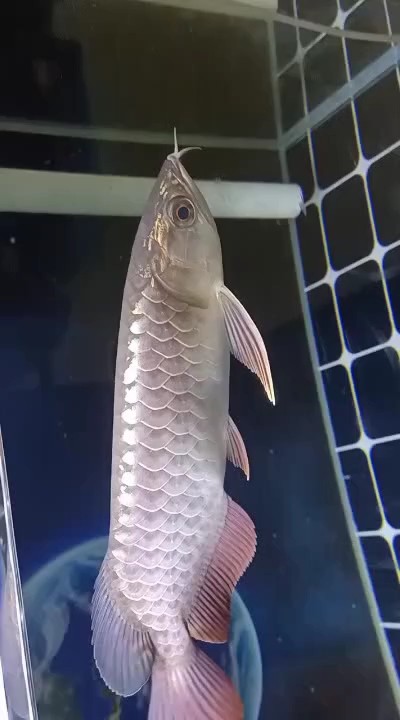 魚友們 這一天燈得開多少個小時，可以讓更好的發色