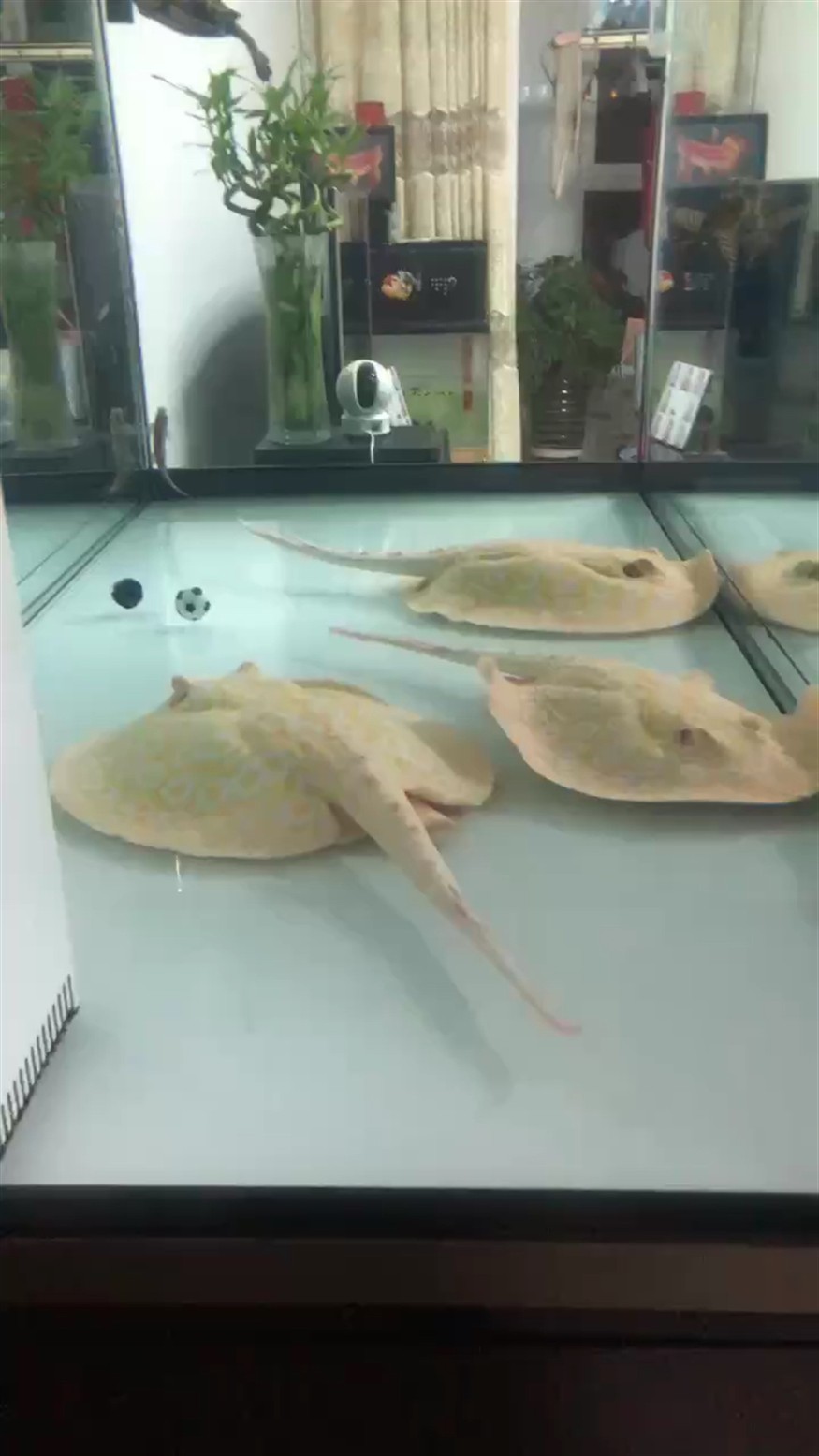 擦洗干凈了
