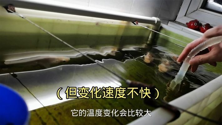 黑龍江大發國際貿易有限公司好旺角水族館（大連好旺角創始人）