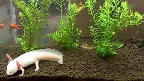 紅龍魚趴缸是什么原因造成的（紅龍魚趴缸是什么原因造成的呢）