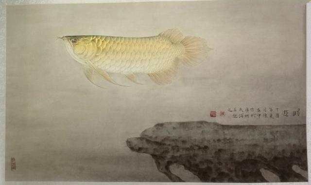 紅龍魚一直用白背景養可以嗎（紅龍魚一直用白背景養可以嗎視頻）