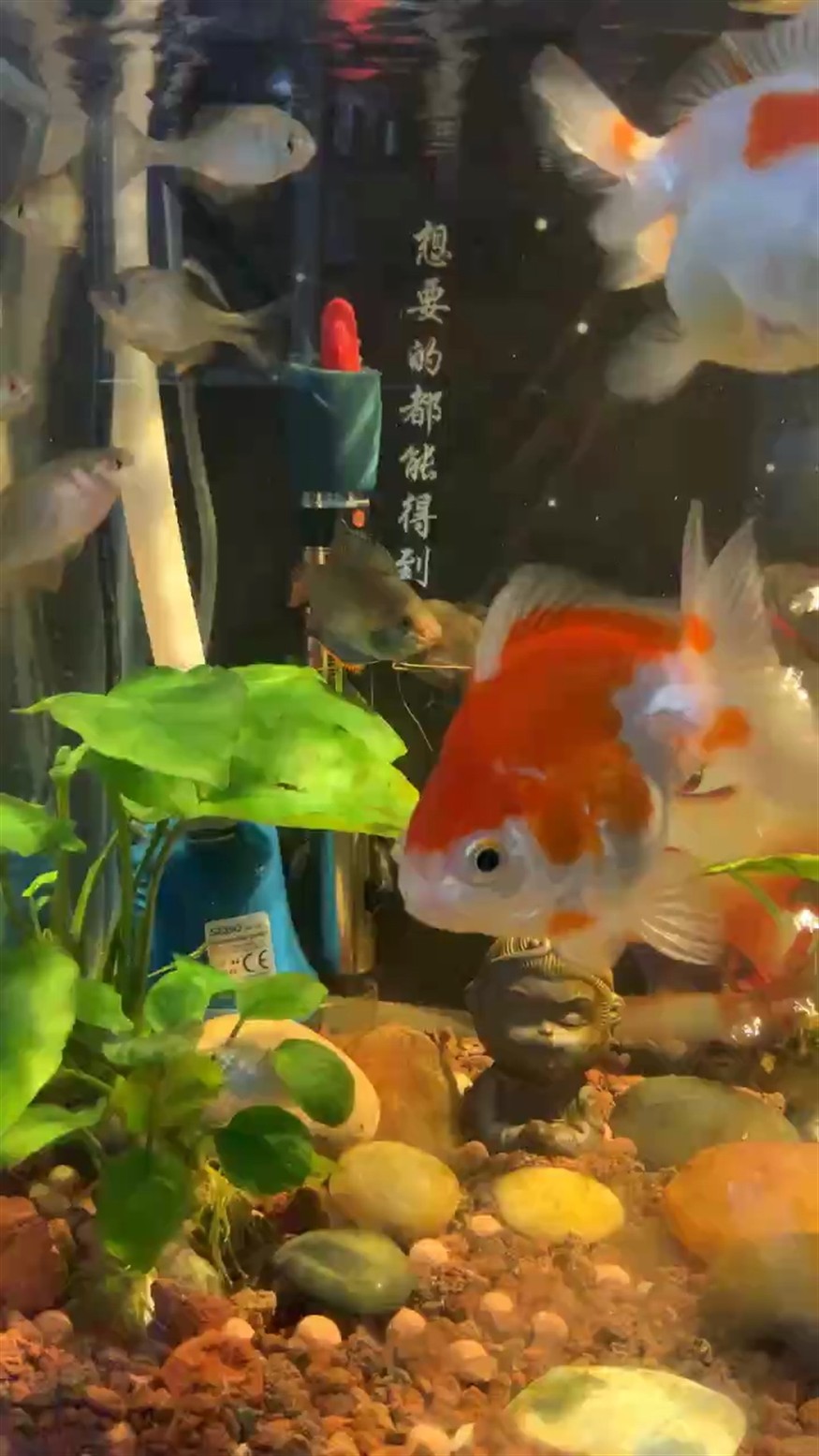 晚上好，這兩貨又打架