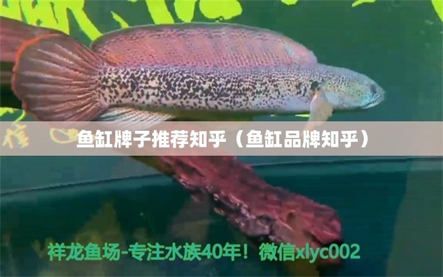 紅龍魚的正確飼養方法視頻教程（紅龍魚的正確飼養方法視頻教程全集）