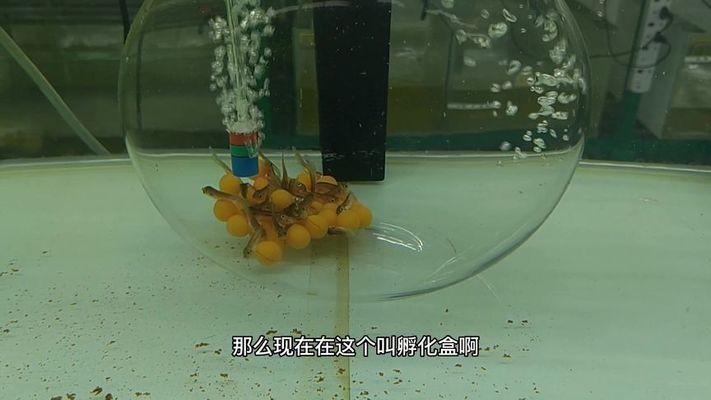 紅龍魚哪個品種好看圖片（紅龍魚哪個品種好看圖片大全）