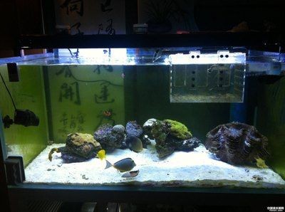 冬天魚缸要加溫嗎：冬季養(yǎng)魚與節(jié)能技巧在冬季養(yǎng)魚與節(jié)能技巧技巧